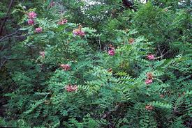 Attēlu rezultāti vaicājumam “Robinia neomexicana”