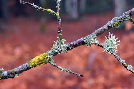 Attēlu rezultāti vaicājumam “Evernia prunastri”