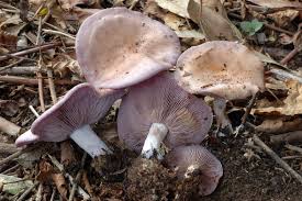 Attēlu rezultāti vaicājumam “Lepista nuda”