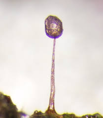 Attēlu rezultāti vaicājumam “Cribraria violacea”