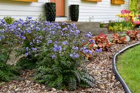 Attēlu rezultāti vaicājumam “Brunnera macrophylla flower”