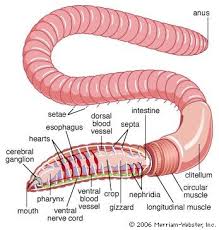 Attēlu rezultāti vaicājumam “Annelides”
