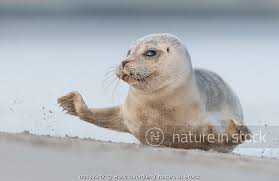 Image result for Phoca vitulina