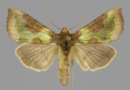 Attēlu rezultāti vaicājumam “Diachrysia tutti”