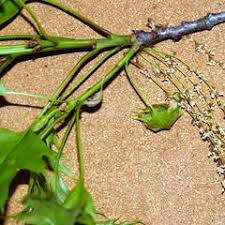 Attēlu rezultāti vaicājumam “Stemonitopsis aequalis (var. aequalis) spores”