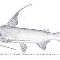 Image result for Bagre marinus