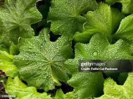 Attēlu rezultāti vaicājumam “Alchemilla vulgaris aggr. leaf”