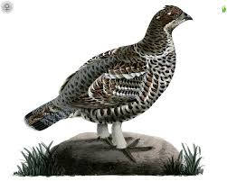 Attēlu rezultāti vaicājumam “Tetrastes bonasia”