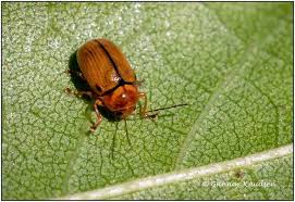 Attēlu rezultāti vaicājumam “Cryptocephalus pusillus”