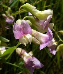 Attēlu rezultāti vaicājumam “Lathyrus palustris”