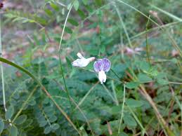 Attēlu rezultāti vaicājumam “Vicia sylvatica”