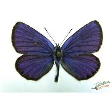 Attēlu rezultāti vaicājumam “Plebejus argyrognomon”