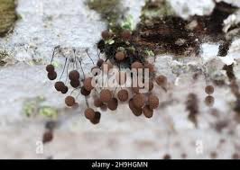 Attēlu rezultāti vaicājumam “Comatricha nigra young”