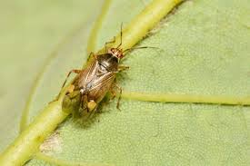 Attēlu rezultāti vaicājumam “Miridae”