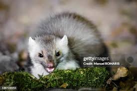 Attēlu rezultāti vaicājumam “Martes foina”