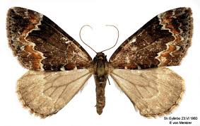 Attēlu rezultāti vaicājumam “Dysstroma truncata”