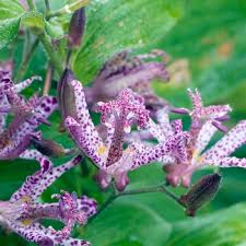Image result for Tricyrtis `Black Beauty`