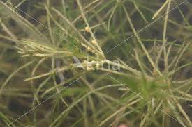 Attēlu rezultāti vaicājumam “Chara globularis”