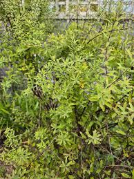 Attēlu rezultāti vaicājumam “Prunus spinosa”