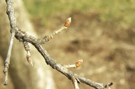 Attēlu rezultāti vaicājumam “Corylus colurna”