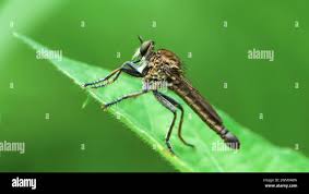 Attēlu rezultāti vaicājumam “Asilidae”