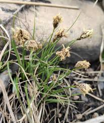 Attēlu rezultāti vaicājumam “Carex praecox”