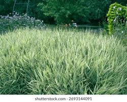 Attēlu rezultāti vaicājumam “Phalaroides arundinacea”