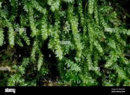 Attēlu rezultāti vaicājumam “Plagiothecium laetum”