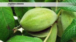 Attēlu rezultāti vaicājumam “Juglans cinerea leaf”