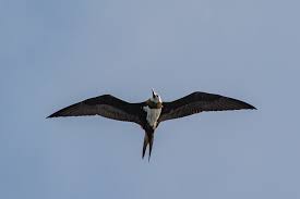 Image result for Fregata aquila