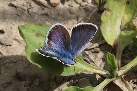 Attēlu rezultāti vaicājumam “Plebejus argus / Plebejus idas”