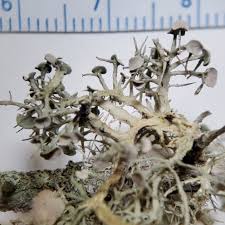 Attēlu rezultāti vaicājumam “Ramalina calicaris”