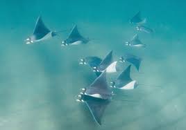 Image result for Hypanus say