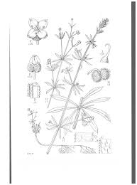 Attēlu rezultāti vaicājumam “Geocrypta galii”