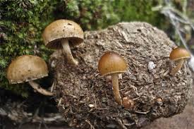 Image result for "Selva Pascuala"