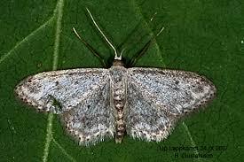 Attēlu rezultāti vaicājumam “Idaea seriata”