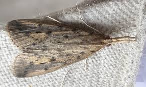 Attēlu rezultāti vaicājumam “Donacaula mucronella”