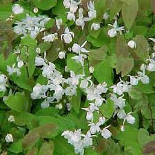 Attēlu rezultāti vaicājumam “Epimedium alpinum”