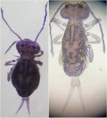 Attēlu rezultāti vaicājumam “Ptenothrix sp.”