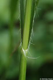 Attēlu rezultāti vaicājumam “Luzula luzuloides fruit”