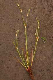 Attēlu rezultāti vaicājumam “Juncus bufonius”