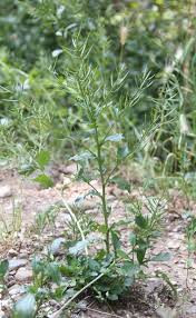 Attēlu rezultāti vaicājumam “Barbarea vulgaris subsp. arcuata”