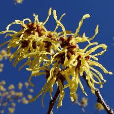 Attēlu rezultāti vaicājumam “Hamamelis mollis”