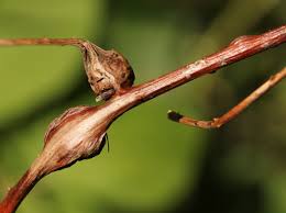 Attēlu rezultāti vaicājumam “Lasioptera rubi”