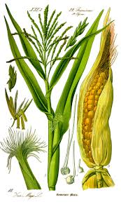 Image result for Mais