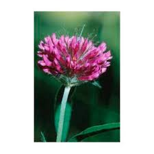 Attēlu rezultāti vaicājumam “Trifolium alpestre”