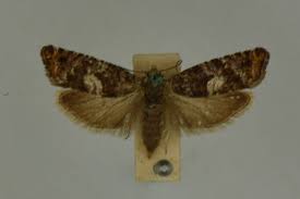 Attēlu rezultāti vaicājumam “Leucodonta bicoloria imago”