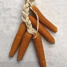 Attēlu rezultāti vaicājumam “Zea mays”