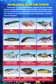 Image result for ikan