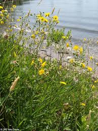 Attēlu rezultāti vaicājumam “Sonchus arvensis subsp. uliginosus flower”